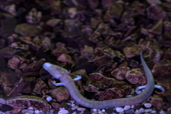 Proteus blind prehistoric pink salamander in cave water