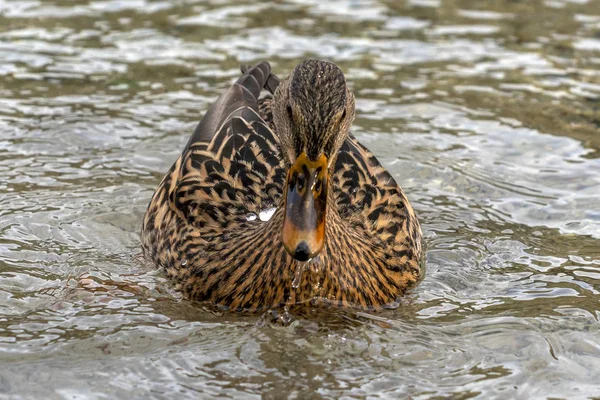 Plongée de canard sauvage dans un lac — Photo