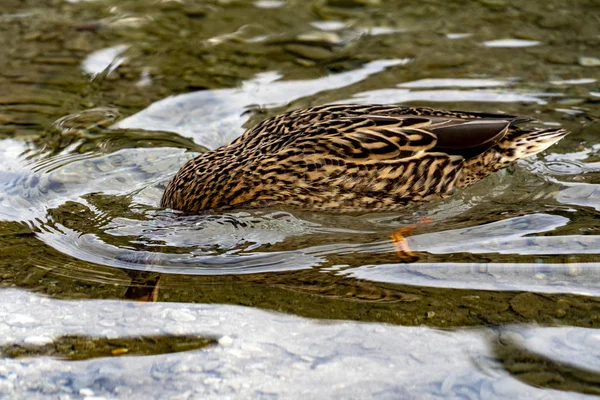 Mergulho de pato selvagem em um lago — Fotografia de Stock