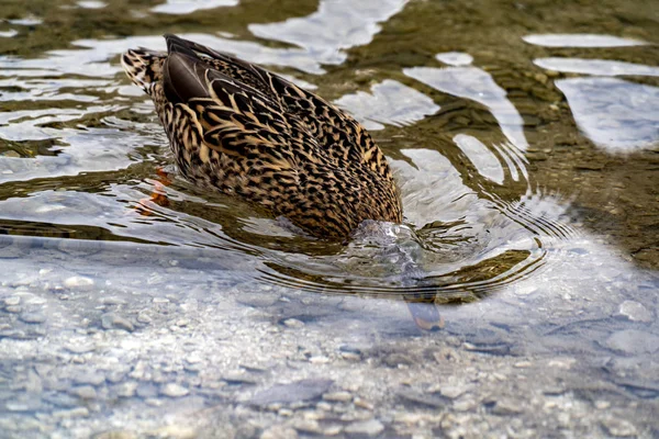 Wild duck diving in a lake — Stock Photo, Image