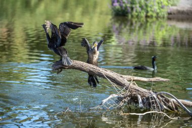 Gölde karabatak portresi