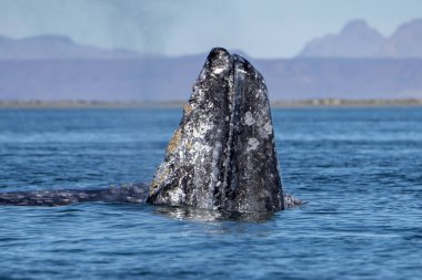 Gri balina Baja California 'da izliyor.