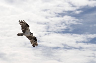 Osprey kuşu yuvaya uçuyor