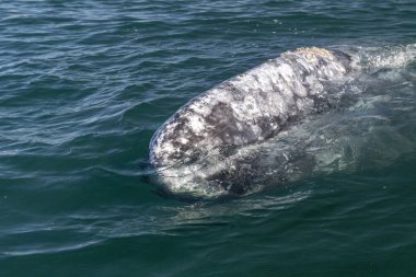 Gri balina Baja California 'da izliyor.