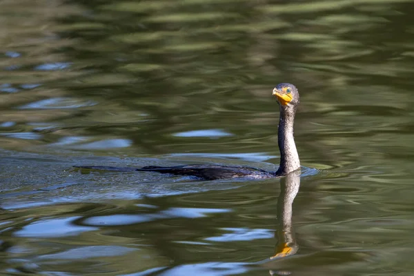 Portret kormorana w lagunie — Zdjęcie stockowe