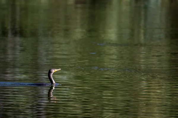 Ritratto cormorano in laguna — Foto Stock