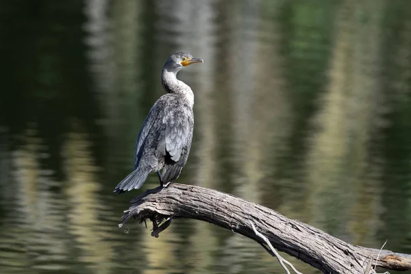 Portret kormorana w lagunie — Zdjęcie stockowe