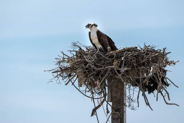 Uccello Osprey nel nido — Foto Stock