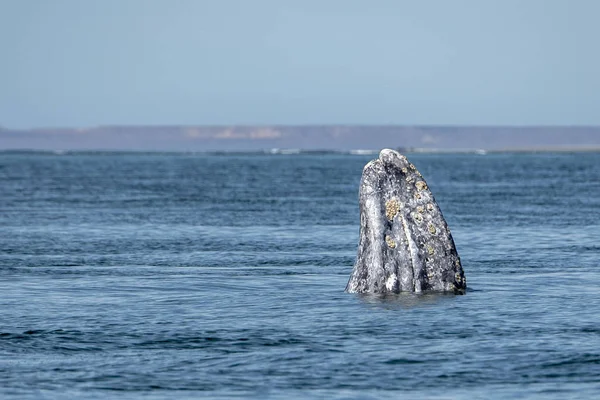 在加州巴哈地区观赏灰鲸 — 图库照片