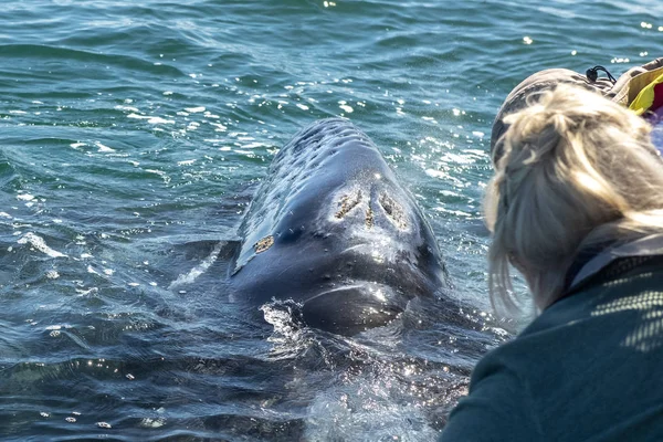 Szary wieloryb ogląda baja w Kalifornii — Zdjęcie stockowe