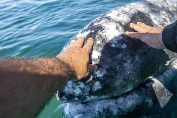 Avistamiento de ballenas grises en baja california manos contacto — Foto de Stock