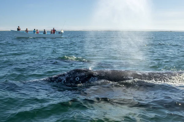 Grauwale beobachten in baja california — Stockfoto