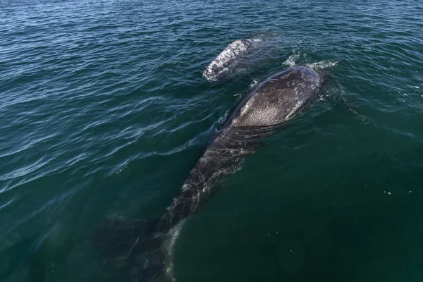 Grey whale watching in baja california — ストック写真