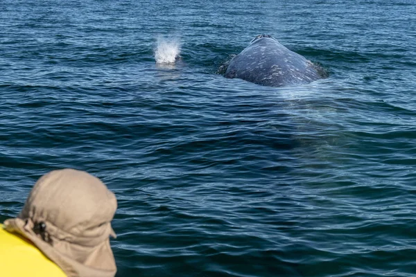 Osservazione balena grigia in baja california — Foto Stock