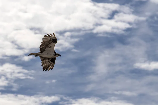 Fischadlervogel fliegt zum Nest — Stockfoto