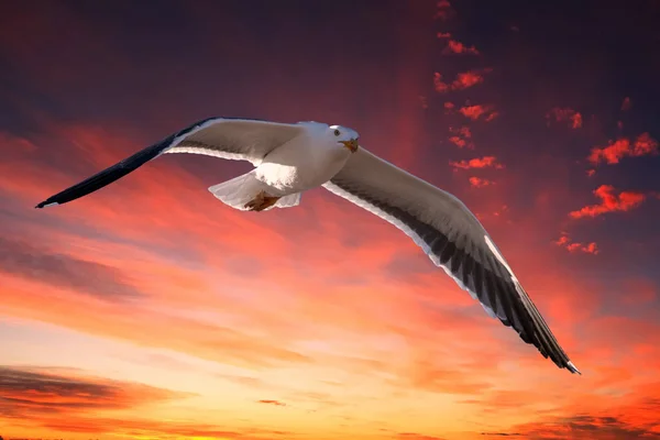 Чайка летит на красном фоне заката — стоковое фото