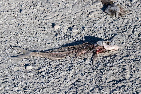 Dode vis op het strand — Stockfoto