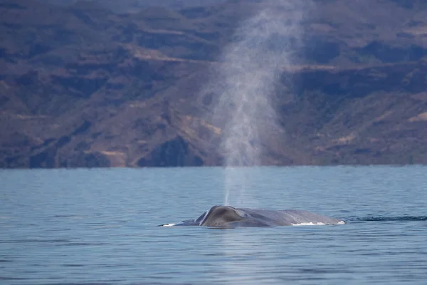 Blauwe walvis kijken in baja california — Stockfoto