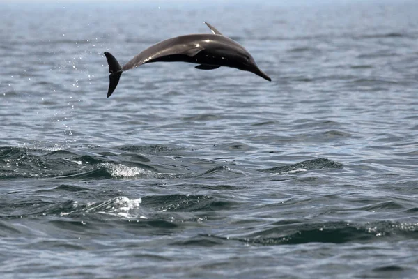 Delfines saltando fuera del agua —  Fotos de Stock