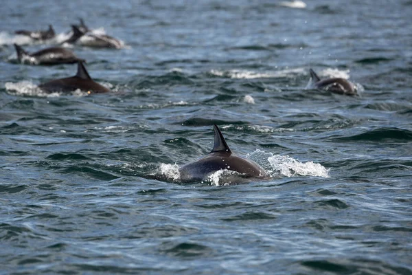 Big pod of dolphins — ストック写真