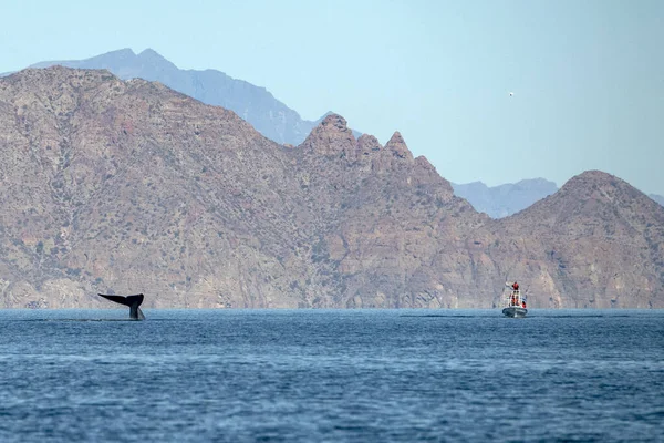 Голубой кит в Нижней Калифорнии — стоковое фото