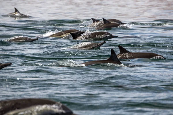 Μεγάλος λοβός δελφινιών — Φωτογραφία Αρχείου