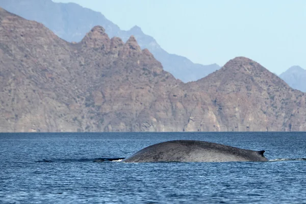 Avistamiento de ballenas azules en Baja California — Foto de Stock