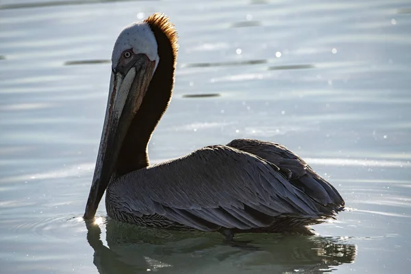 Pelicano no mar — Fotografia de Stock