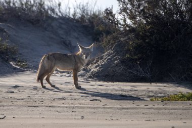 Baja California 'da kumdaki çakal.