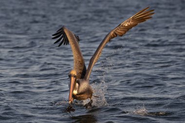 gün batımında Pelikan