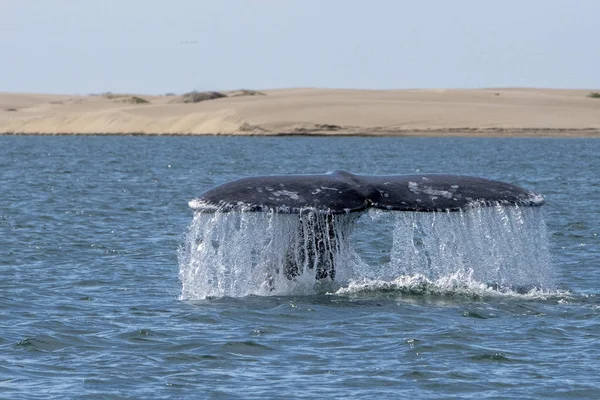 Cola de ballena gris bajando en bahia magdalena fondo de dunas de arena — Foto de Stock