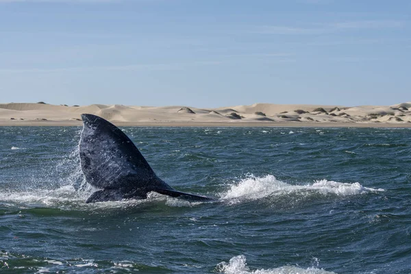 Cola de ballena gris bajando en bahia magdalena fondo de dunas de arena — Foto de Stock