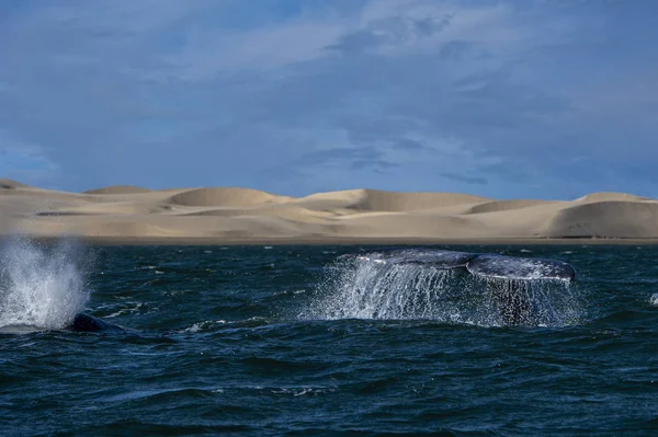 Coda di balena grigia scendendo in bahia magdalena fondo dune di sabbia — Foto Stock