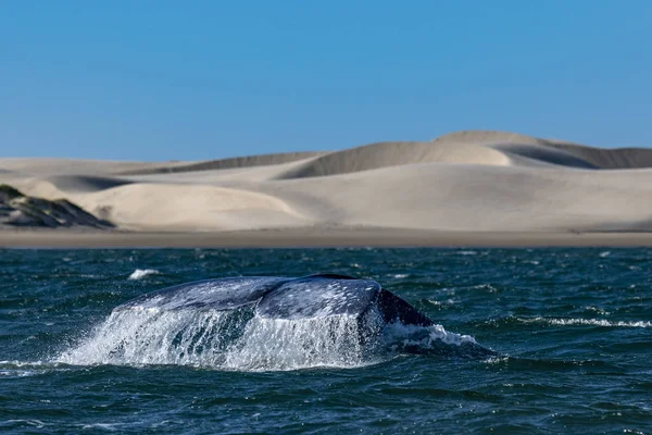Bahia Magdalena 'daki kum tepelerinde batan gri balina kuyruğu. — Stok fotoğraf