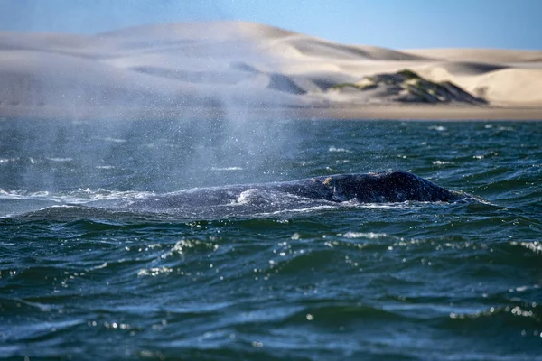 Сірий китовий ніс подорожує тихим океаном під час вибуху — стокове фото