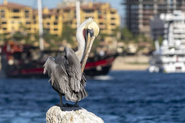 Cabo 'daki Pelikan San Lucas Meksika — Stok fotoğraf