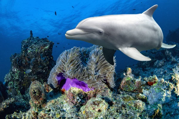 Bottlenose dolphin underwater on reef close up eye look — 스톡 사진