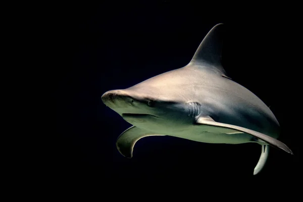 Σαγόνια καρχαρία ταύρου έτοιμα να επιτεθούν τη νύχτα απομονωμένα σε μαύρο — Φωτογραφία Αρχείου