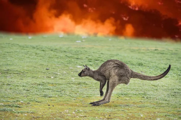 Kangaroo escaping from Australia bush fire — 스톡 사진