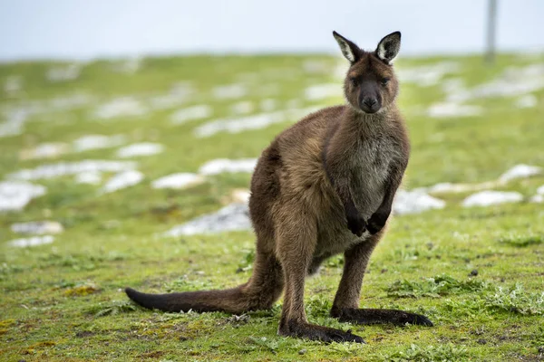 Känguru auf Känguru-Insel Australien vor Buschbrand — Stockfoto
