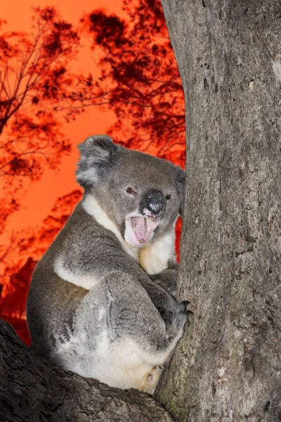 Ağlayan Koala diye bağırıyor Avustralya 'da — Stok fotoğraf