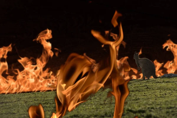 Canguru escapando da Austrália arbusto fogo — Fotografia de Stock