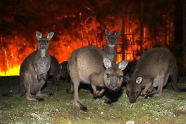 Kangaroo escaping from Australia bush fire clipart