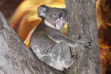 Ağlayan Koala diye bağırıyor Avustralya 'da
