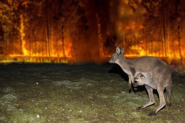 Kangaroo escaping from Australia bush fire — Stock Photo, Image