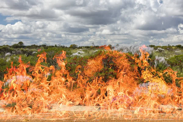 Australský keř hořící v ohni — Stock fotografie