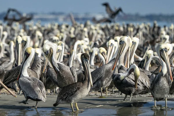 Pelican kolonie veel vogels in baja californië — Stockfoto