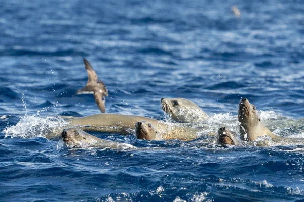 Lobos marinos deslizándose en el océano Pacífico — Foto de Stock