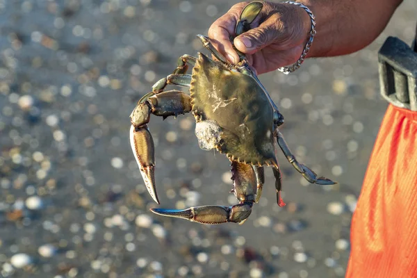 Rybářská ruka s živým krabem — Stock fotografie