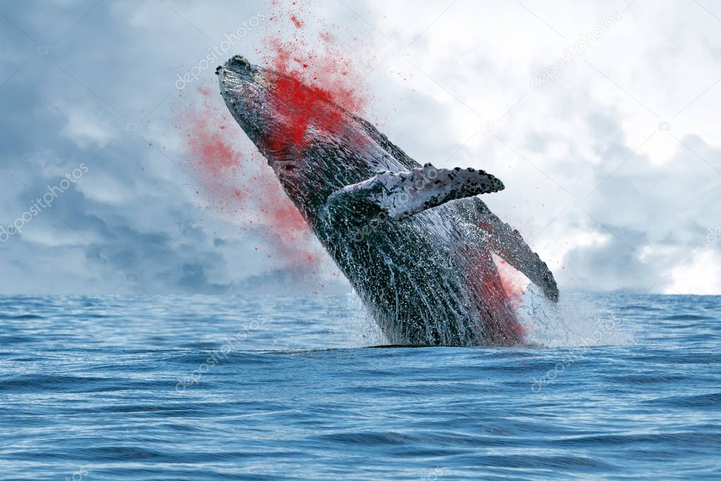 whale hunting while blooding and jumping